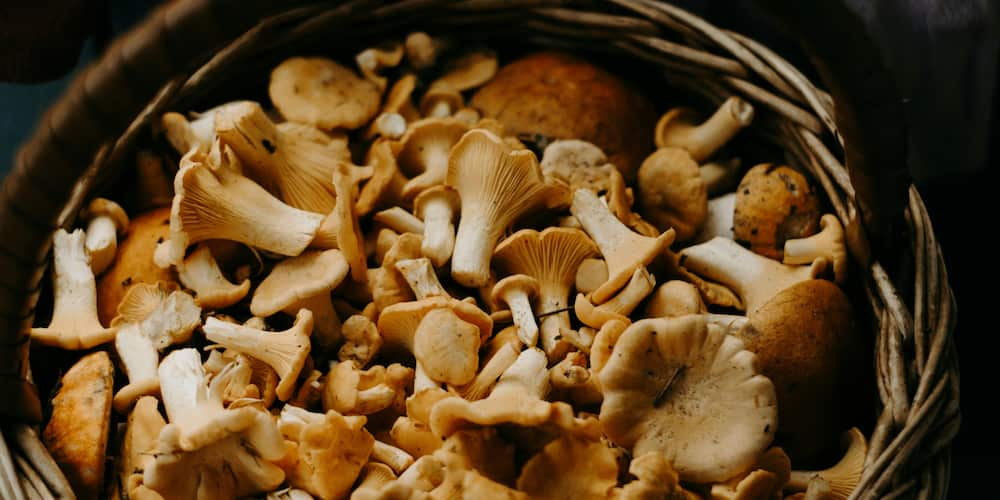 Mastering mushroom boiling