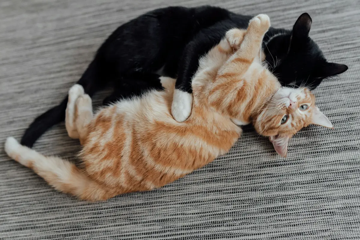 International Cat Day