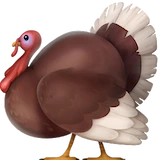 Interesting Fact About Turkeys